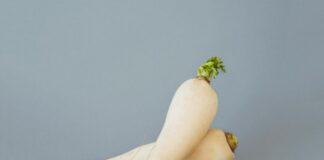 Photo of two white medium-small radishes, one on top of the other against a gray background.