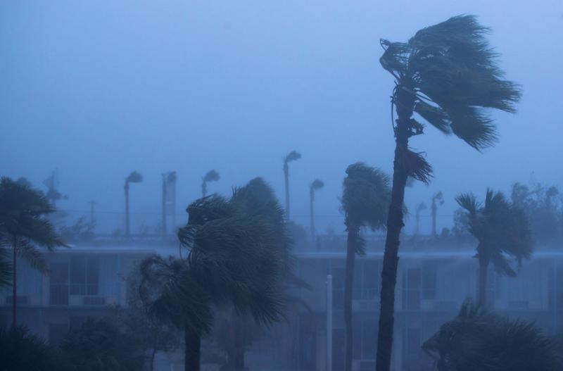 ORMOND BEACH, FL - OCTOBER 7: Palm trees blow in the rain and wind from Hurricane Matthew, October 7, 2016 in Ormond Beach, Florida. Overnight, Hurricane Matthew was downgraded to a category 3 storm. (Photo by Drew Angerer/Getty Images via JTA)