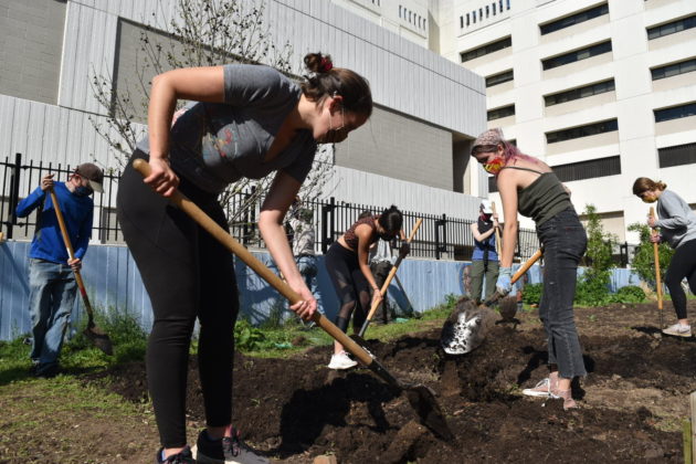 The Edlavitch DC Jewish Community Center helps The George Washington University’s GroW Community Garden to produce fruits and vegetables