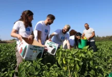 Students participating in a special wartime program run through Leket Israel with corporate partners in which students who spend at least 160 hours doing volunteer farmwork earn a yearlong academic scholarship. (Courtesy of Leket Israel)